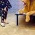 Lion Tiger Attitude Animals Funny Remix Music Song