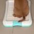 Training Puppy To Pee Or Potty On Dog Toilet And Now Is Work