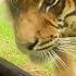 Cubs Reunited With Their Parents After Years