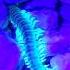 Centipede Under UV Light