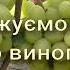 Цікаві ранні сорти винограду Перегляд продовжуем частина 2