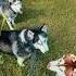 Какие мысли посещают собачников собака хаски юмор Huskyplay Dog Husky