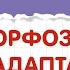 Как отличить ароморфозы и идиоадаптации в заданиях ЕГЭ по биологии