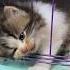 Cute Kittens Trapped And Tangled Are Really Cute Cat Cutecat Catlover Kitten Funny