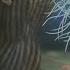 Развитие жизни на Земле The Evolution Of Life Неопротерозой 1000 542 млн л н