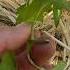 How To Prune For Healthy Tomatoes