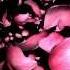 Футаж Лепестки роз Footage Rose Petals HD