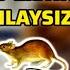 Kalamush Va Mushuk Haqidagi Savol Va Qudratli Xudoning Falsafasi Dk Zakir Naik