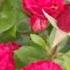 ROSES IN THE YARD