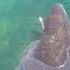 Kapiti Island Diving LOADS Of Butterfish Crystal Clear Waters