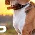 БИГЛЬ Плюсы и минусы породы BEAGLE