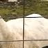 How Deadly Are Sheep Funniest And Fiercest Viral Sheep Dr Ann Jones