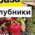 УЖАС И КАШМАР ВЫХОДА НЕТ Купить саженцы клубники чеснок батат