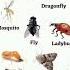 Insects Name In English Mk Shorts Education Learnwithmk5825