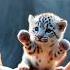 Mini Slow Leopard Vibing For A Song Cuteanimals Mini Snowleopard Dance Viralshorts