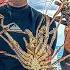 FINDING GIANT LOBSTERS 400 MILES FROM LAND Episode 278