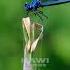 Blue Dragonfly Dragonfly Blue Bug Nature Wildlife Beautiful Dragon Fly Pond Blue HA82783