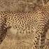 The Spectacular Tailless Cheetah Wildlife Krugerparksafari Animals Cheetah Survivor