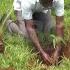 Reducing Carbon Footprint Kyambogo University Engineering Students Call For Massive Tree Planting