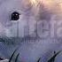Beautiful White Bunny In Crocus Field Peaceful Easter HD Clip