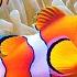 4K Aquarium Serenity Beautiful Coral Reef Fish Peaceful Music Colorful Marine Life