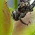 VENUS FLYTRAP PLANTS VS SPIDER Shorts