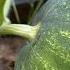 Арбузы будут большие сладкие и сочные Чем подкормить арбуз в фазу налива плодов