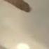 Flying Dildo Interrupts A Conference