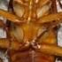 AMERICAN ROACH