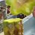 My Cactus Is Rotting Let S Save It Plants Cactus Cacti Plantrescue Shorts Lifeofplants