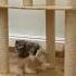 Cute Cat Playing With Each Other Adorable Cats Cute Animal