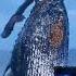 Blue Whale Theme Song