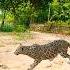 Direct Attack Leopard Viralvideo Animals Funny Wildlife Leopard Animalworld