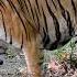 Shere Khan Custom Sounds