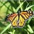 Magic Of The Butterfly Irish Music On Hammered Dulcimer Irishtraditionalmusic Hammereddulcimer