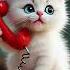 Hello Confused Kitten Makes A Mysterious Call Part 6