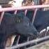 Funny Cows Turning Heads