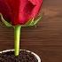 Just Coffee Roses Instantly Produce 1001 New Buds And Roots In Just 1 Night