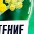 Растение продлевающее жизнь восстанавливает печень почки желчный пузырь работу ЖКТ и ещё ЭТО