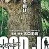 Wood Job Subtitle Indonesia