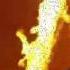 Leonard Cohen Dance Me To The End Of Love