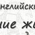 Домашние животные на английском ВИДЕОТРЕНАЖЕР