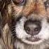 Over The Rainbow Bridge Tammy Two Too