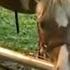 Pony Forced To Give Rides With Painful Overgrown Hooves At Kelly Miller Circus