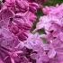 4 Expert Tips For Spectacular Lilac Blooms