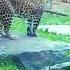 Leopard Cage Shorts Leopard Animals Animalsincage Leopardwalking Animal Akshanvlogs Viral