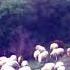 Mountaindub Sheep Spy Videoclip