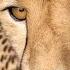 The Cheetah Follows Me Around Gerda And The First Cold