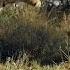Serval Vs Snake South Africa