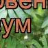 Рябина обыкновенная Глобозум Globozum обзор как сажать саженцы крупномеры рябины Глобозум